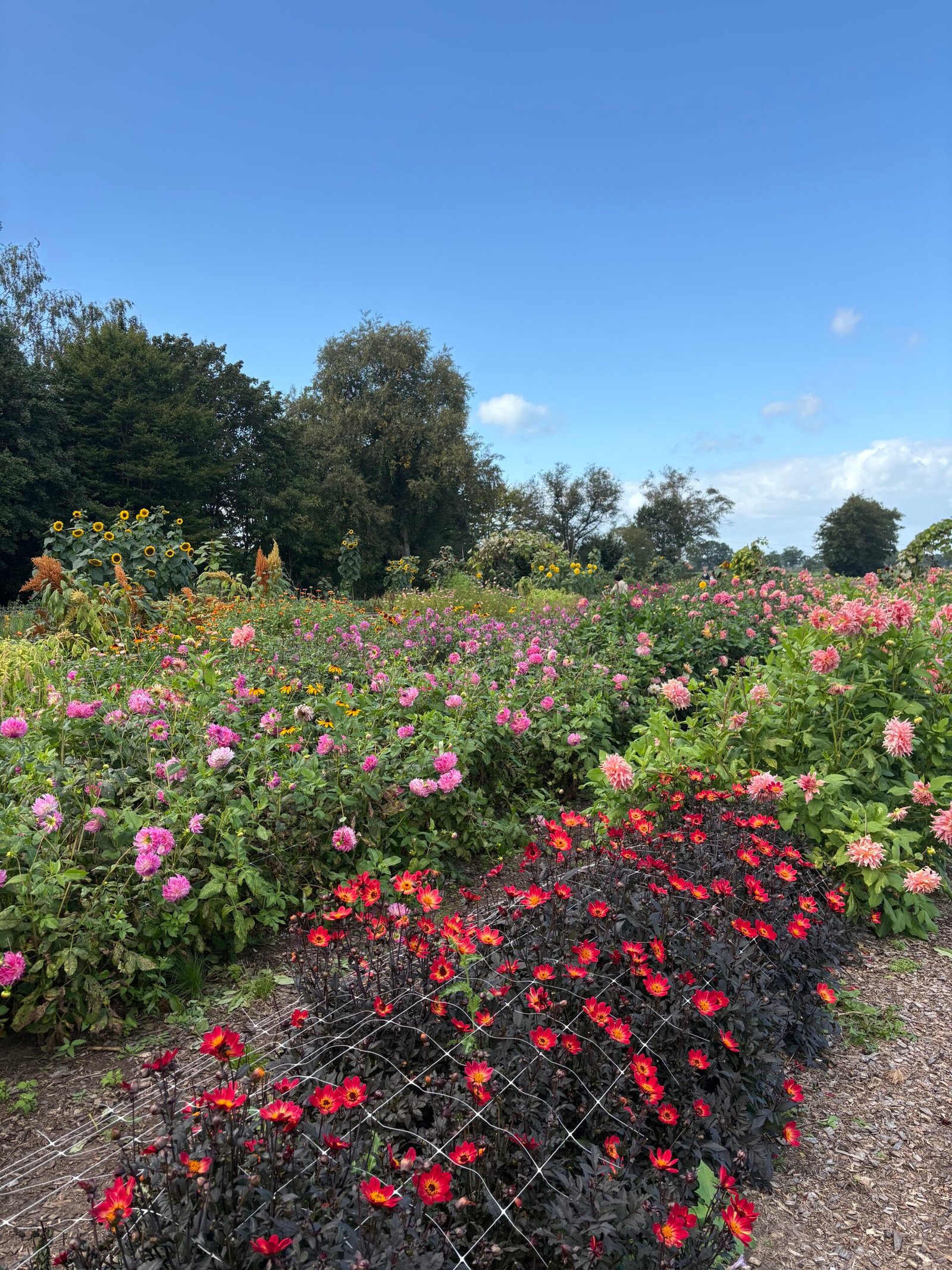 Kleurrijke bloemen plukken bij Pluck Elke Dag in Witharen, Overijssel