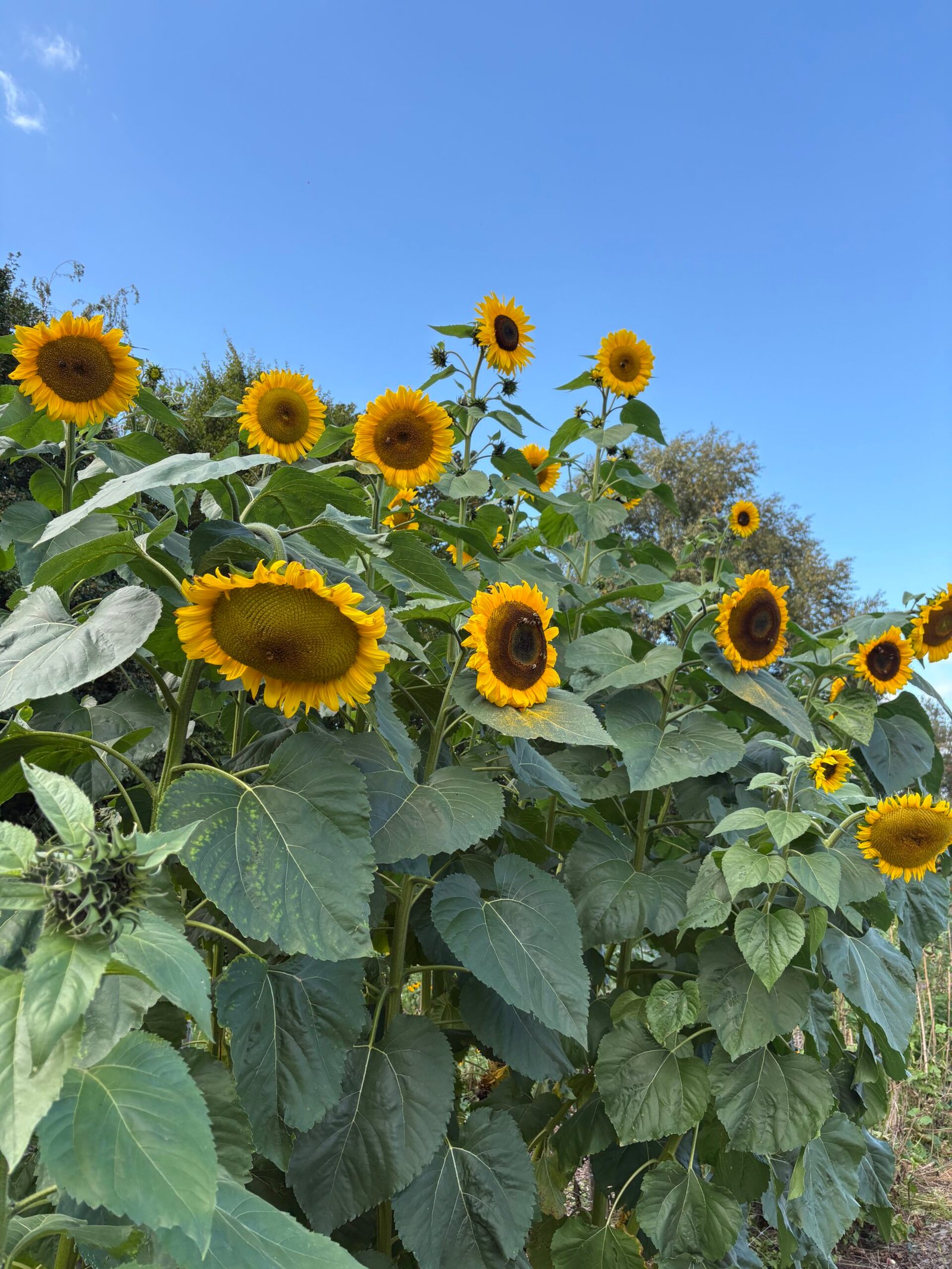 Kleurrijke bloemen plukken bij Pluck Elke Dag in Witharen, Overijssel